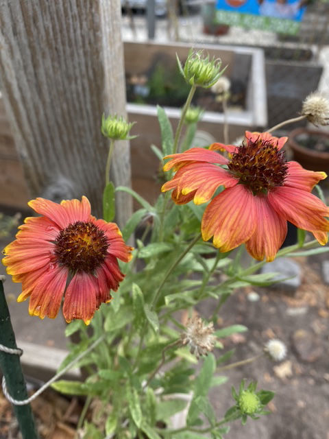 Newkirk Community Garden